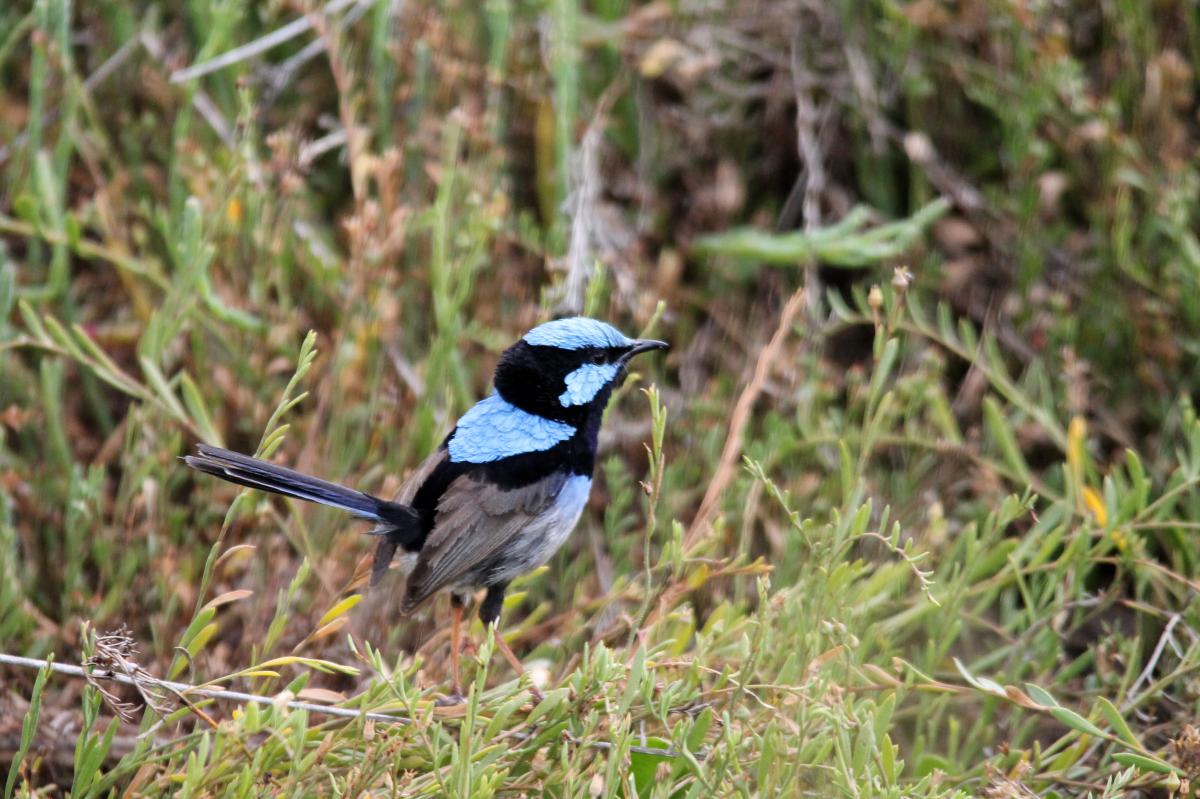 Superb Fairywren (Malurus cyaneus)