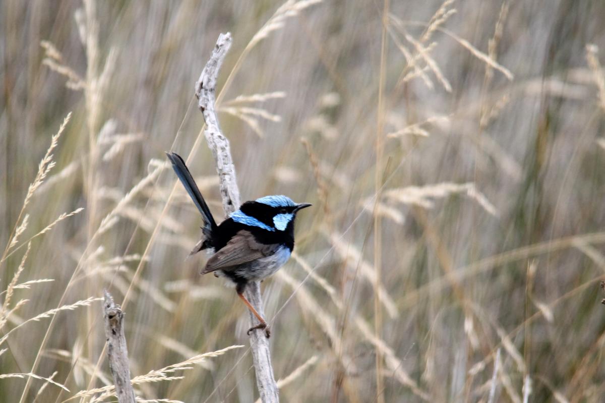 Superb Fairywren (Malurus cyaneus)