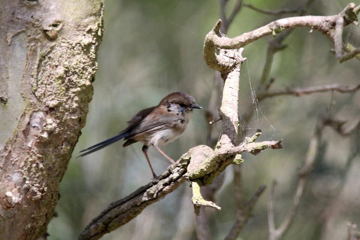 Superb Fairywren (Malurus cyaneus)