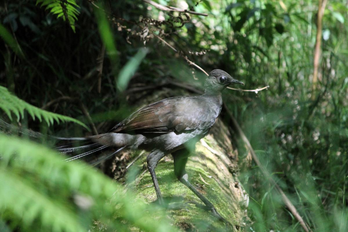 Superb Lyrebird (Menura novaehollandiae)