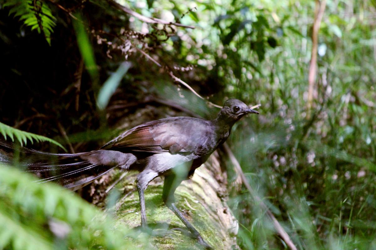 Superb Lyrebird (Menura novaehollandiae)