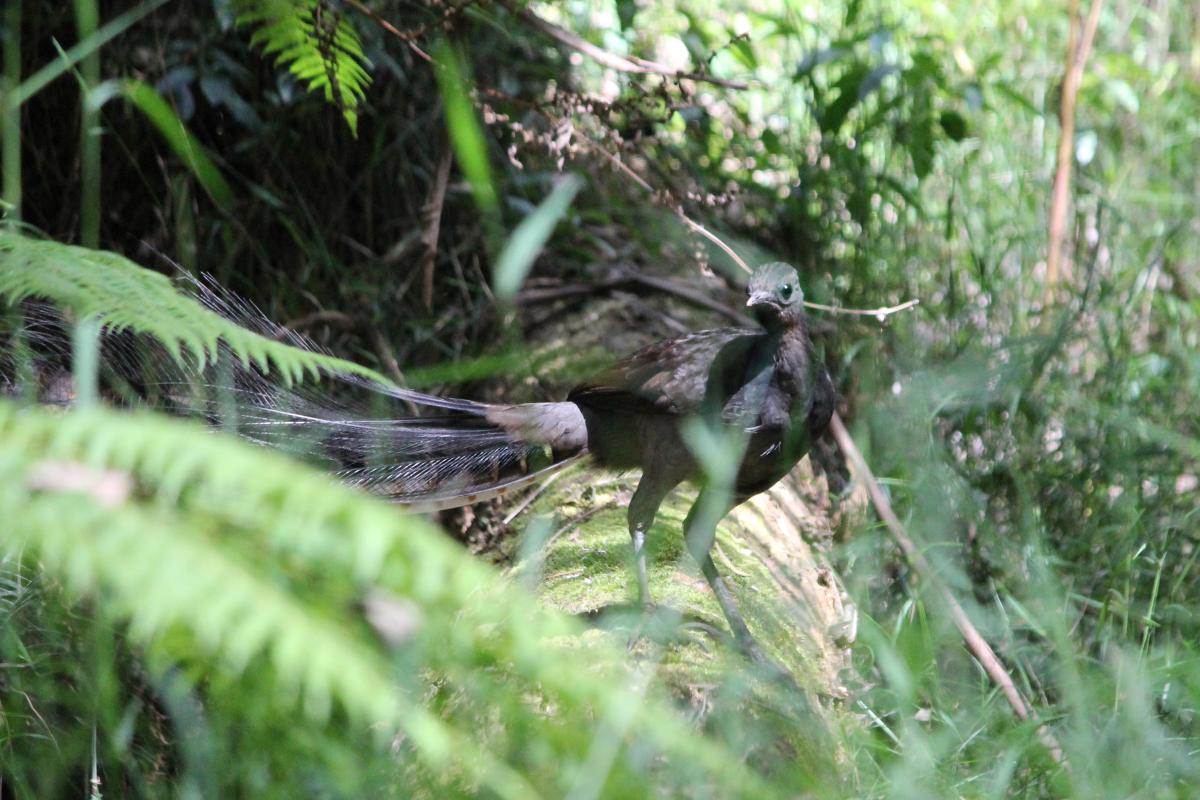 Superb Lyrebird (Menura novaehollandiae)