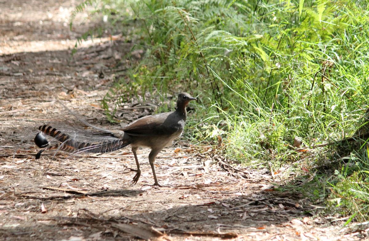 Superb Lyrebird (Menura novaehollandiae)