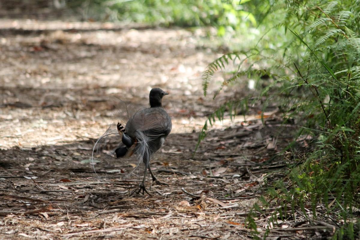 Superb Lyrebird (Menura novaehollandiae)