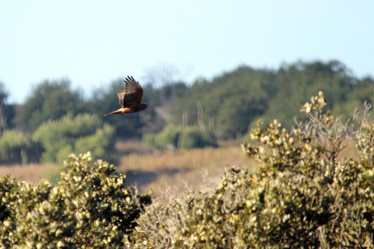 Swamp Harrier (Circus approximans)