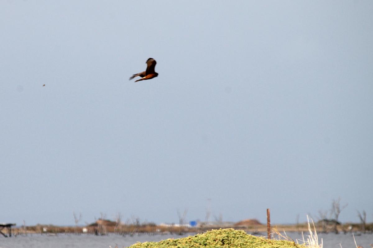 Swamp Harrier (Circus approximans)