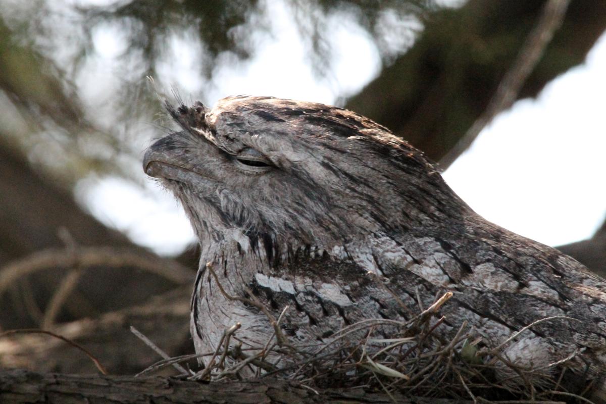 Tawny Frogmouth (Podargus strigoides)