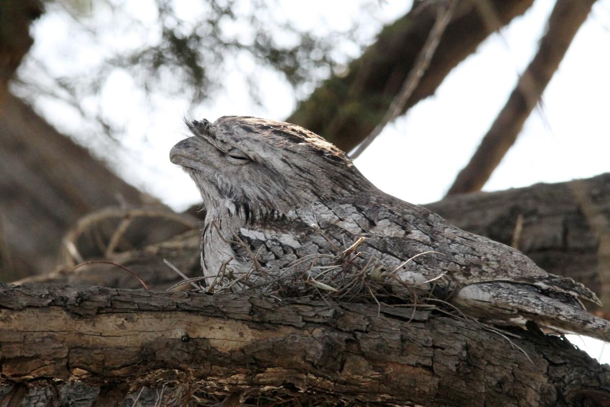 Tawny Frogmouth (Podargus strigoides)