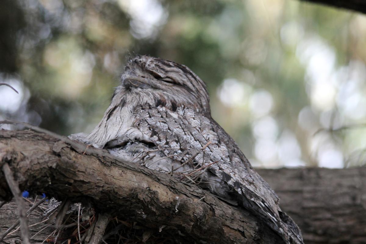 Tawny Frogmouth (Podargus strigoides)