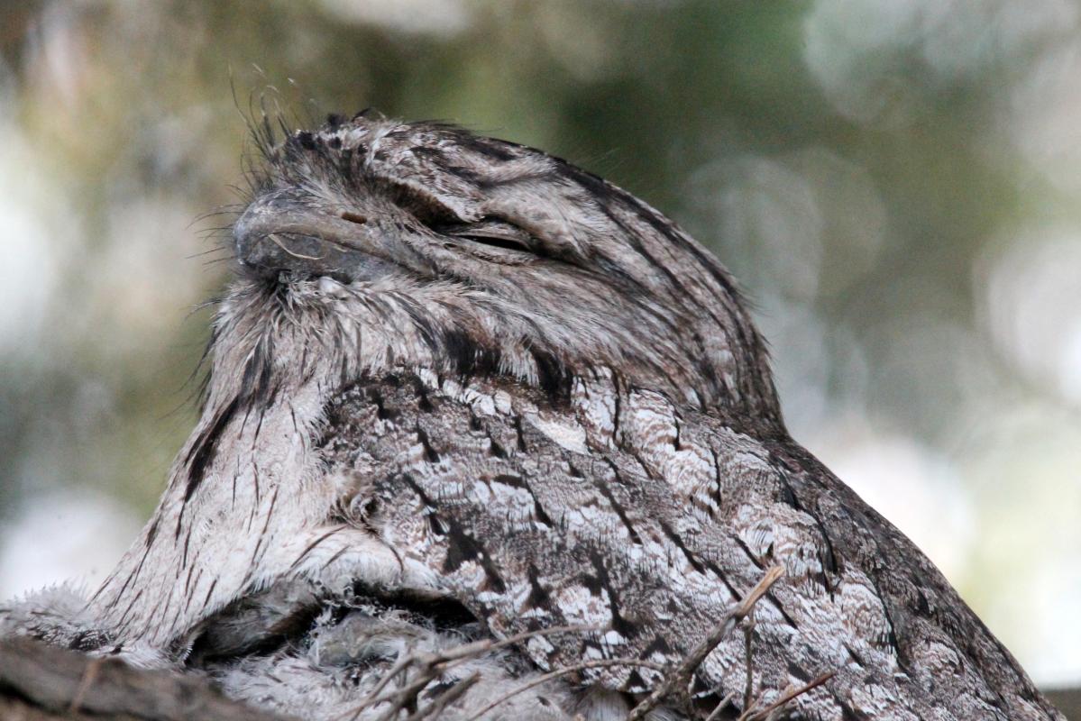 Tawny Frogmouth (Podargus strigoides)