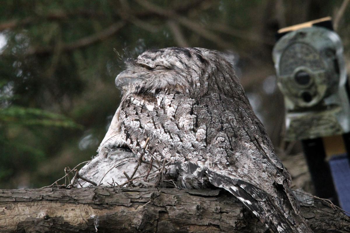 Tawny Frogmouth (Podargus strigoides)