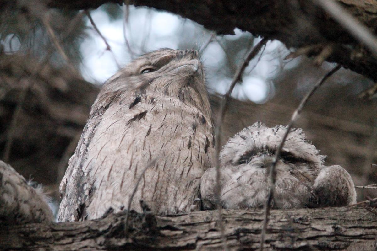 Tawny Frogmouth (Podargus strigoides)