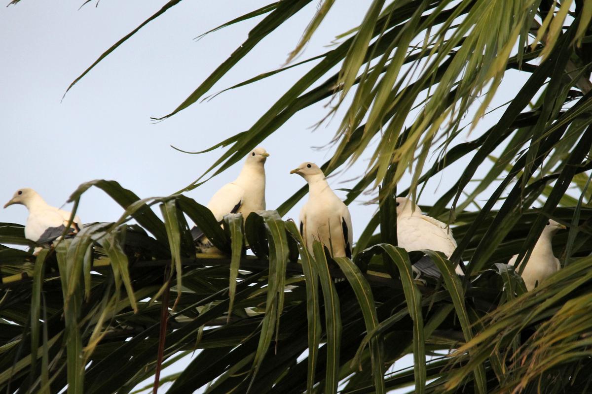 Torresian Imperial Pigeon (Ducula spilorrhoa)