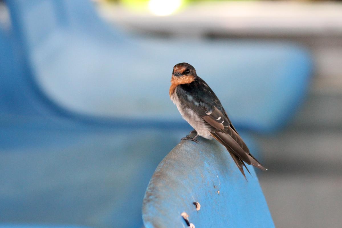 Welcome Swallow (Hirundo neoxena)