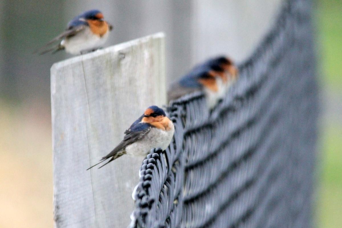 Welcome Swallow (Hirundo neoxena)