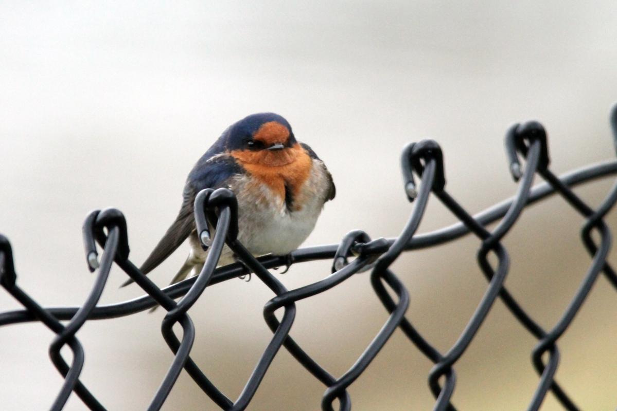 Welcome Swallow (Hirundo neoxena)