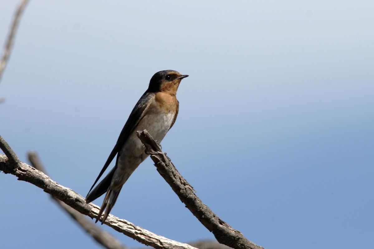 Welcome Swallow (Hirundo neoxena)