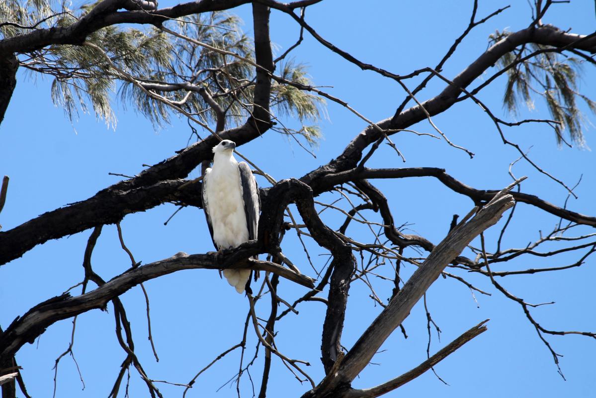 White-bellied Sea Eagle (Haliaeetus leucogaster)