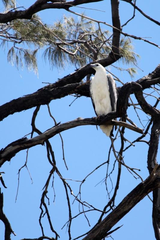 White-bellied Sea Eagle (Haliaeetus leucogaster)