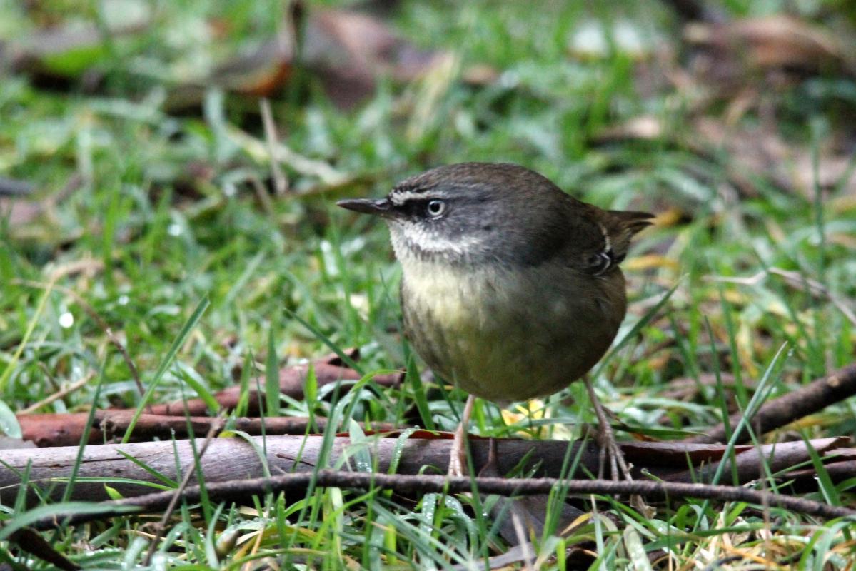 White-browed Scrubwren (Sericornis frontalis)