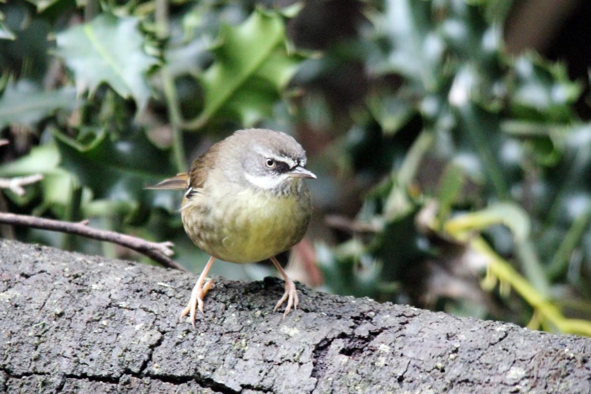 White-browed Scrubwren (Sericornis frontalis)