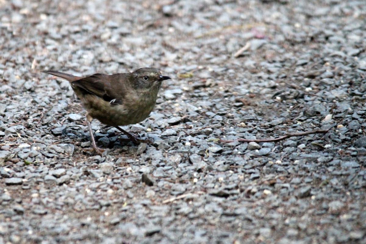 White-browed Scrubwren (Sericornis frontalis)