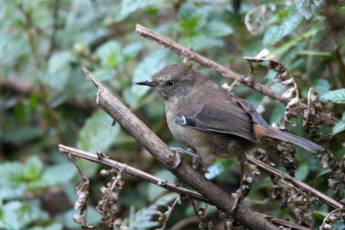 White-browed Scrubwren (Sericornis frontalis)