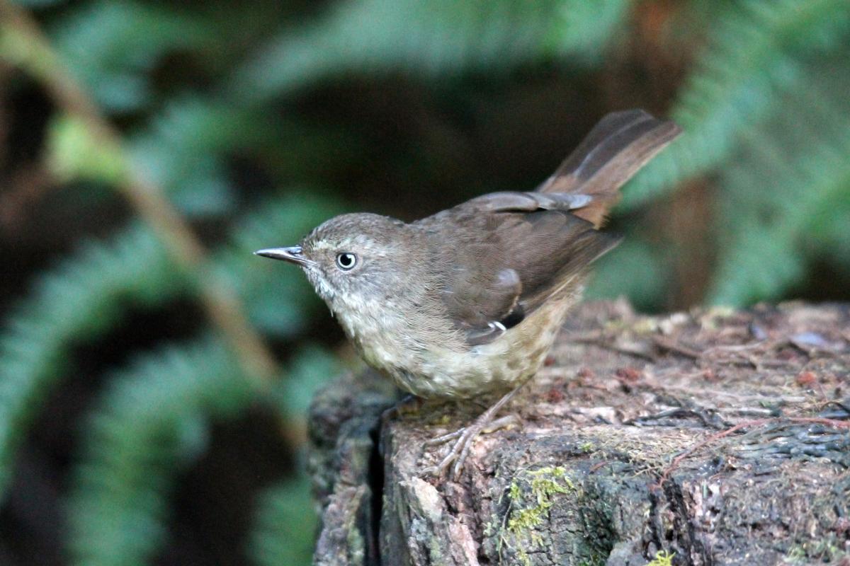 White-browed Scrubwren (Sericornis frontalis)