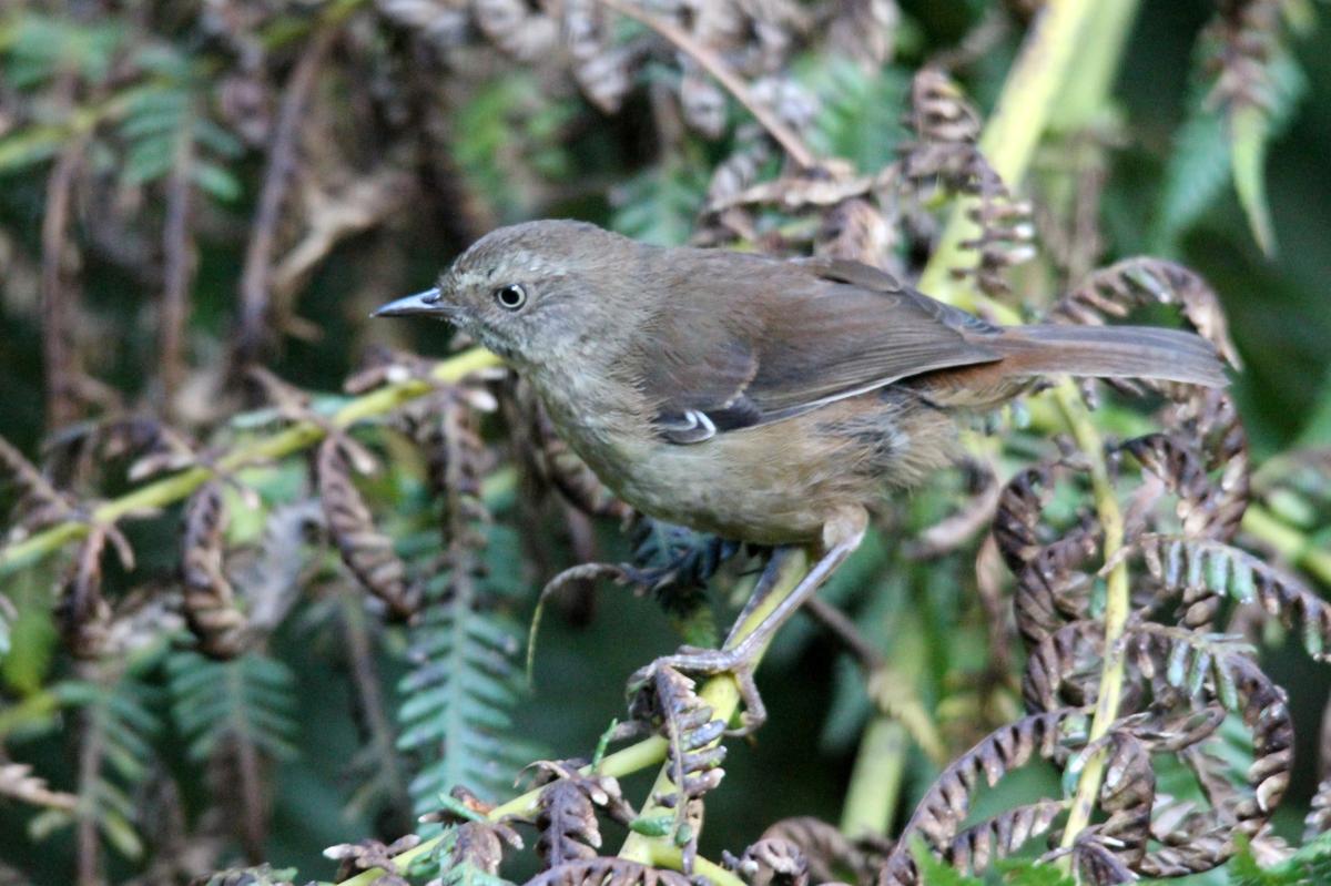 White-browed Scrubwren (Sericornis frontalis)