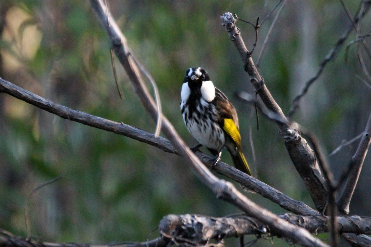 White-cheeked Honeyeater (Phylidonyris niger)