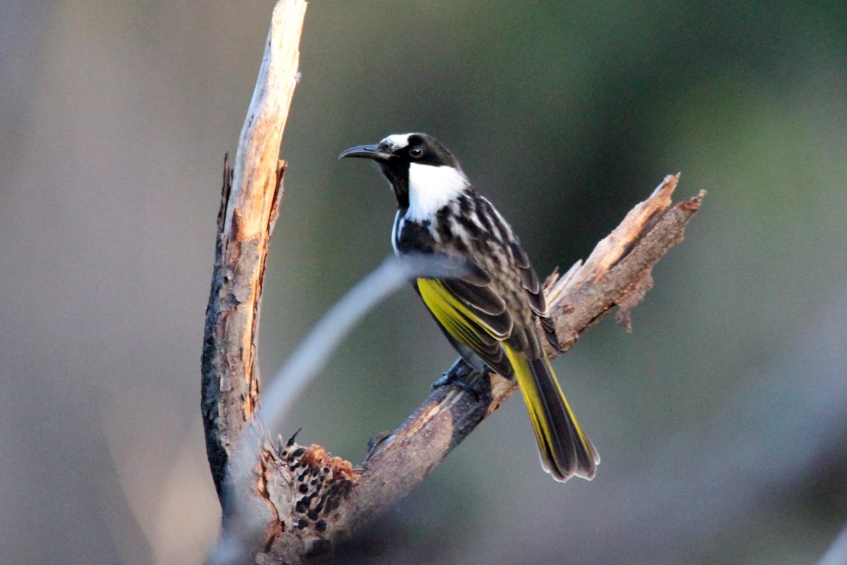 White-cheeked Honeyeater (Phylidonyris niger)