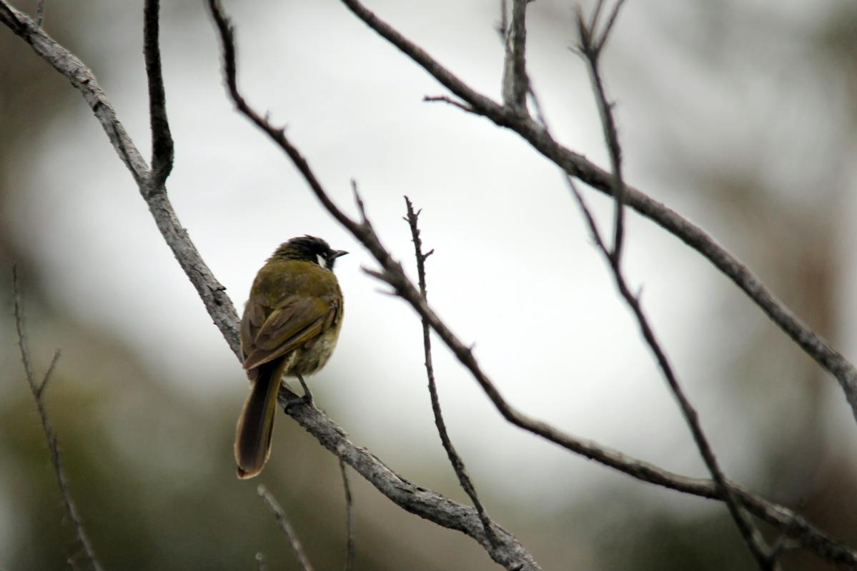 White-eared Honeyeater (Lichenostomus leucotis)