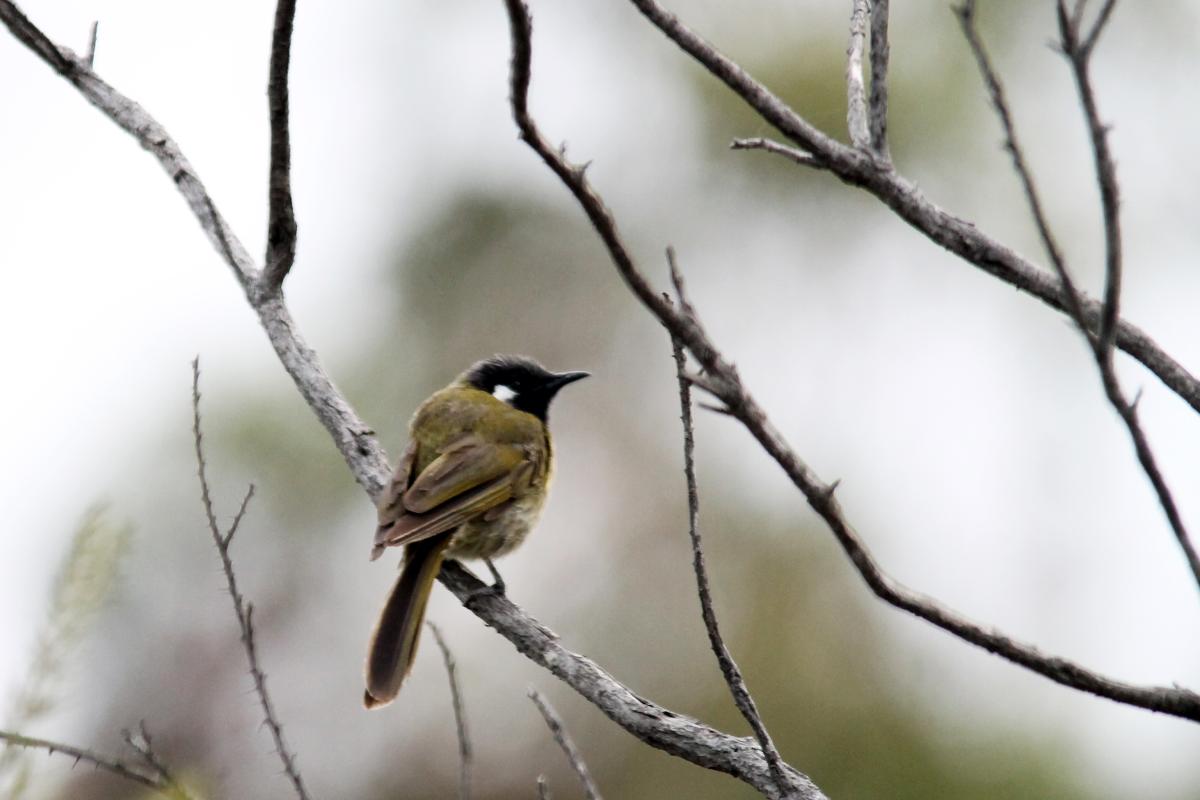 White-eared Honeyeater (Lichenostomus leucotis)