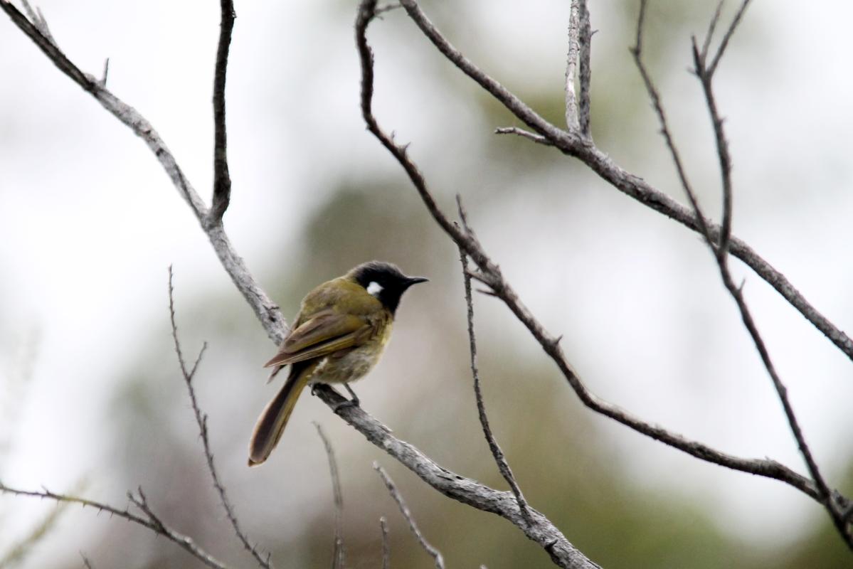 White-eared Honeyeater (Lichenostomus leucotis)