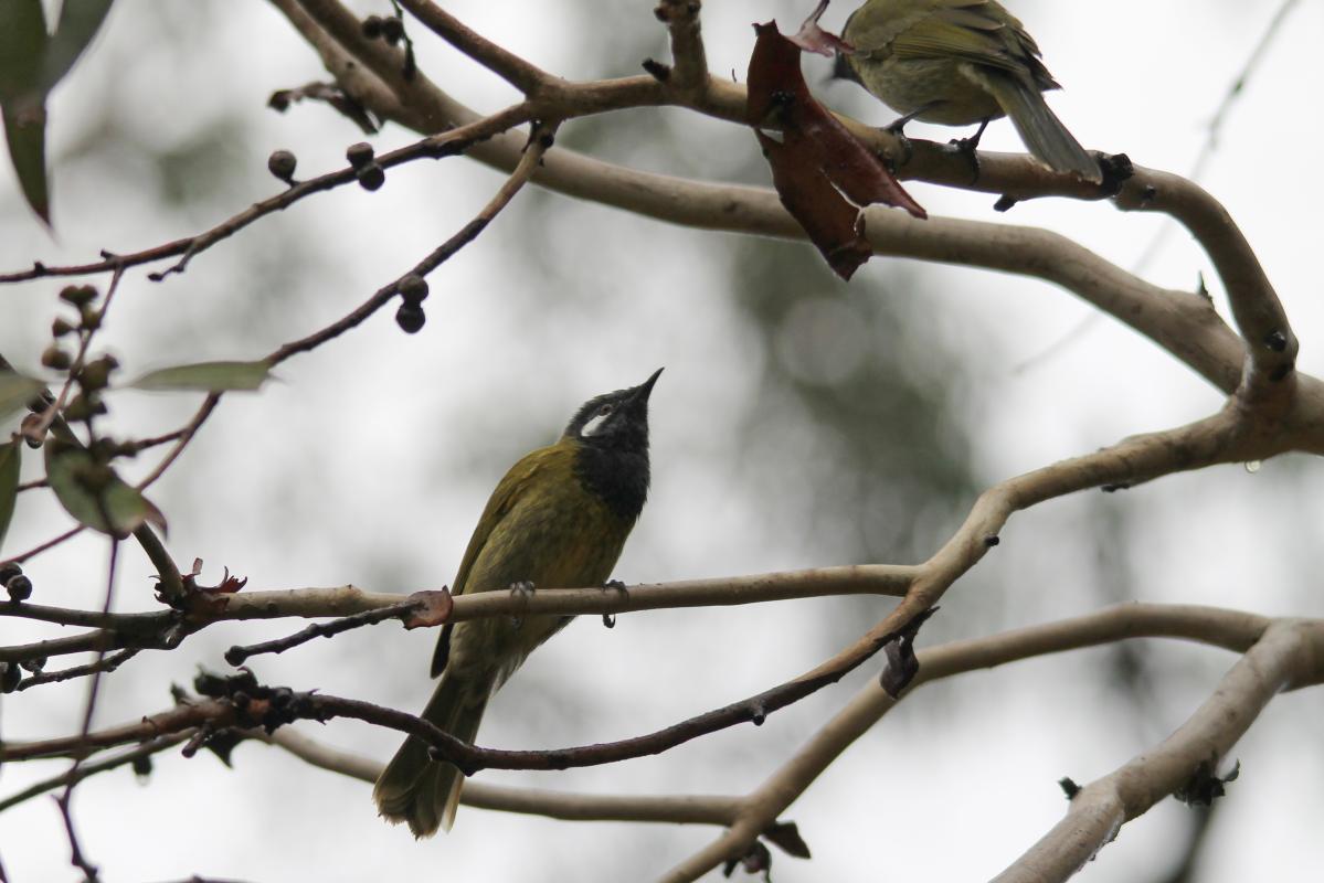 White-eared Honeyeater (Lichenostomus leucotis)