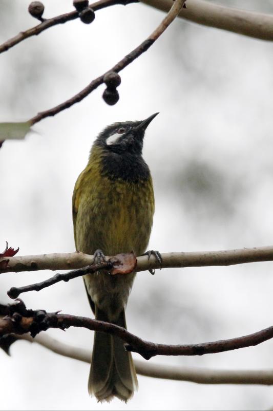 White-eared Honeyeater (Lichenostomus leucotis)