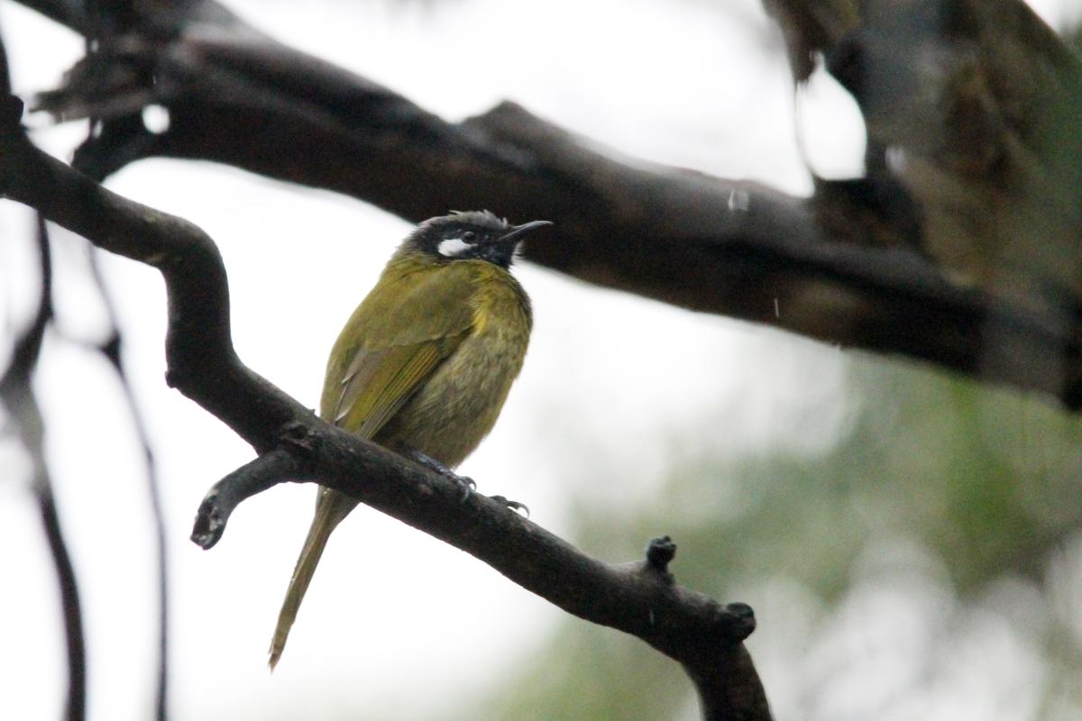 White-eared Honeyeater (Lichenostomus leucotis)