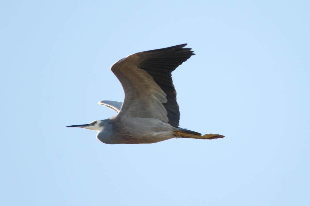 White-faced Heron (Egretta novaehollandiae)