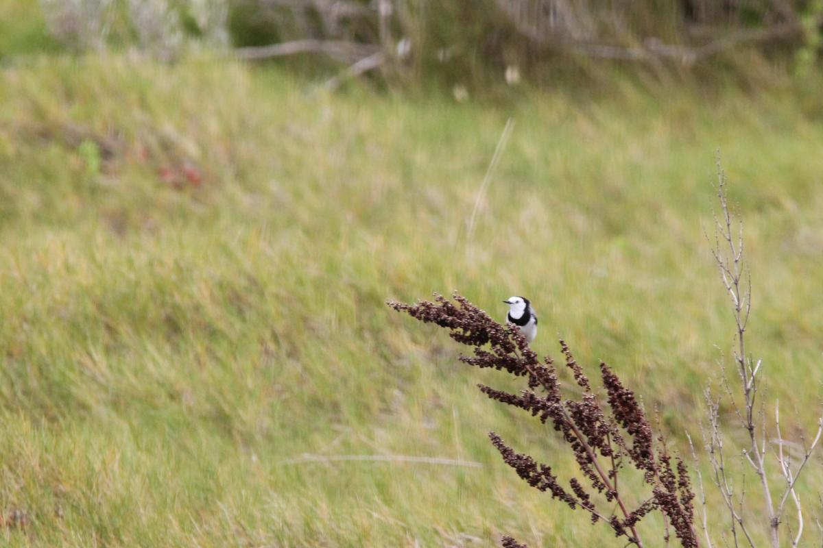 White-fronted Chat (Epthianura albifrons)