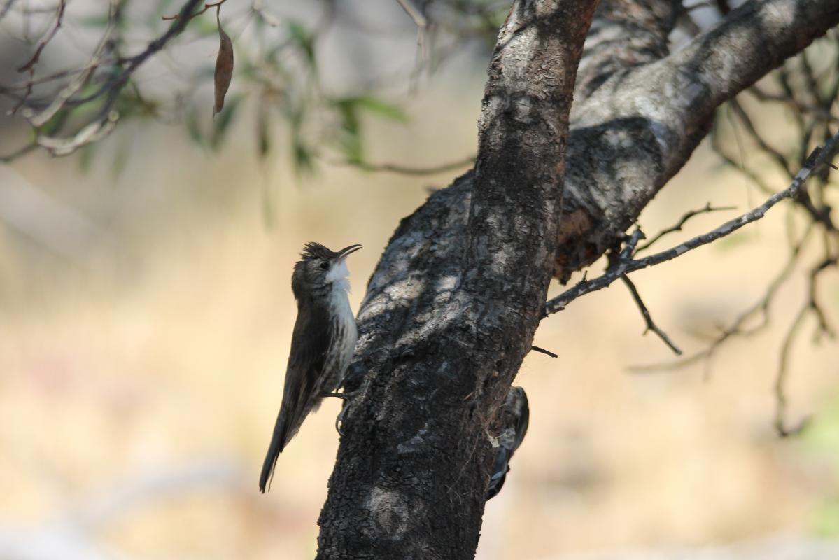 White-throated Treecreeper (Cormobates leucophaea)