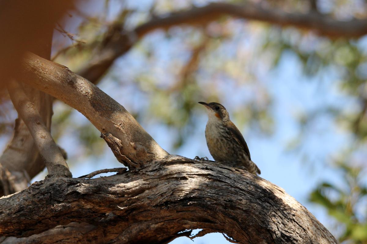 White-throated Treecreeper (Cormobates leucophaea)