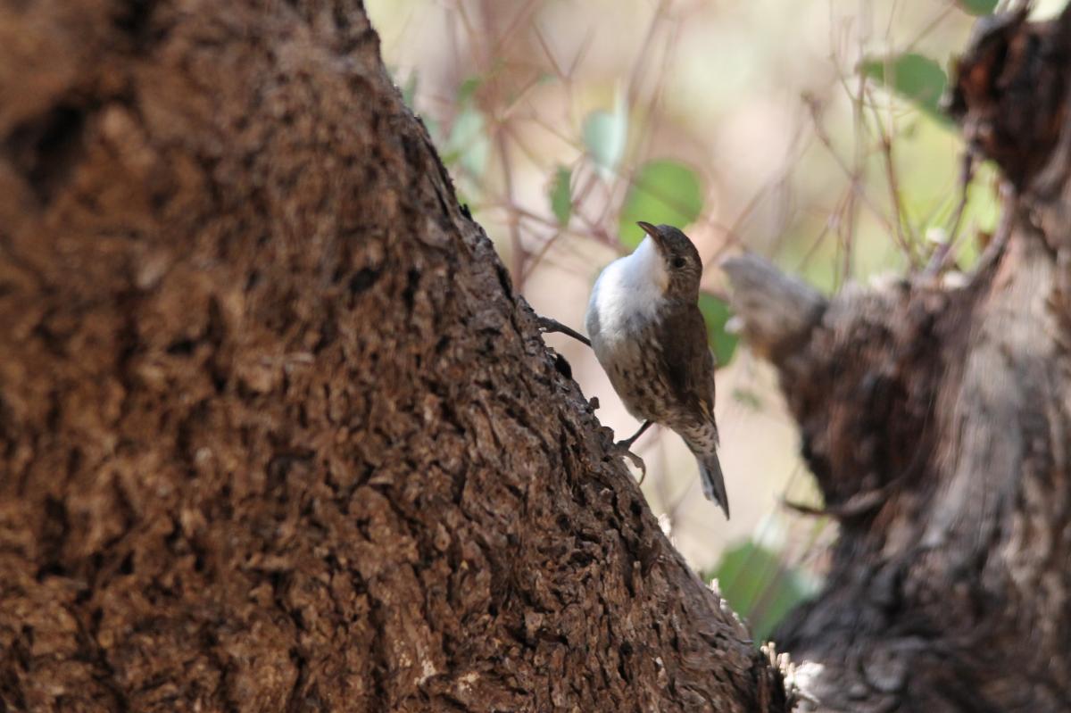 White-throated Treecreeper (Cormobates leucophaea)