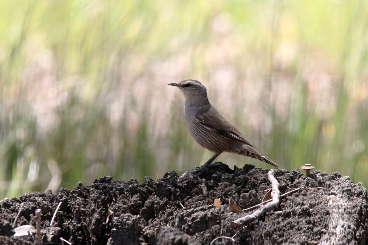 White-throated Treecreeper (Cormobates leucophaea)