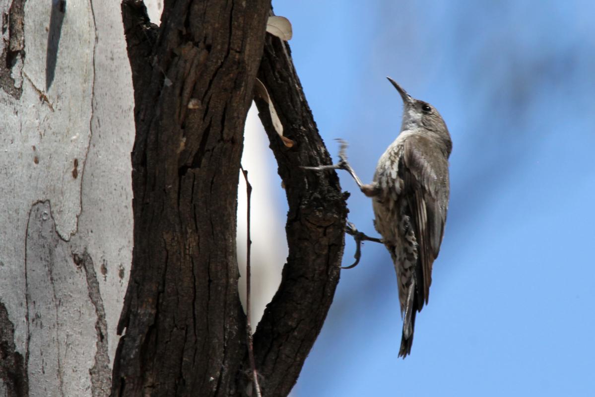 White-throated Treecreeper (Cormobates leucophaea)