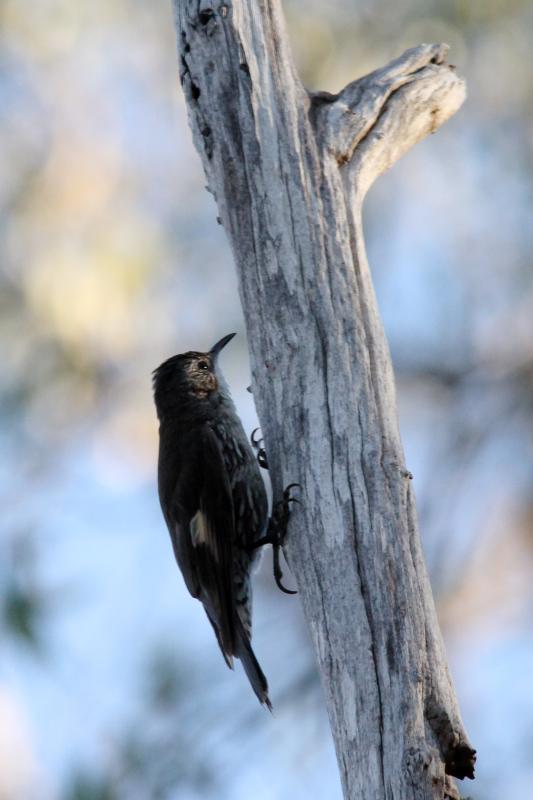 White-throated Treecreeper (Cormobates leucophaea)