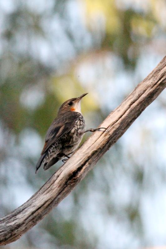 White-throated Treecreeper (Cormobates leucophaea)