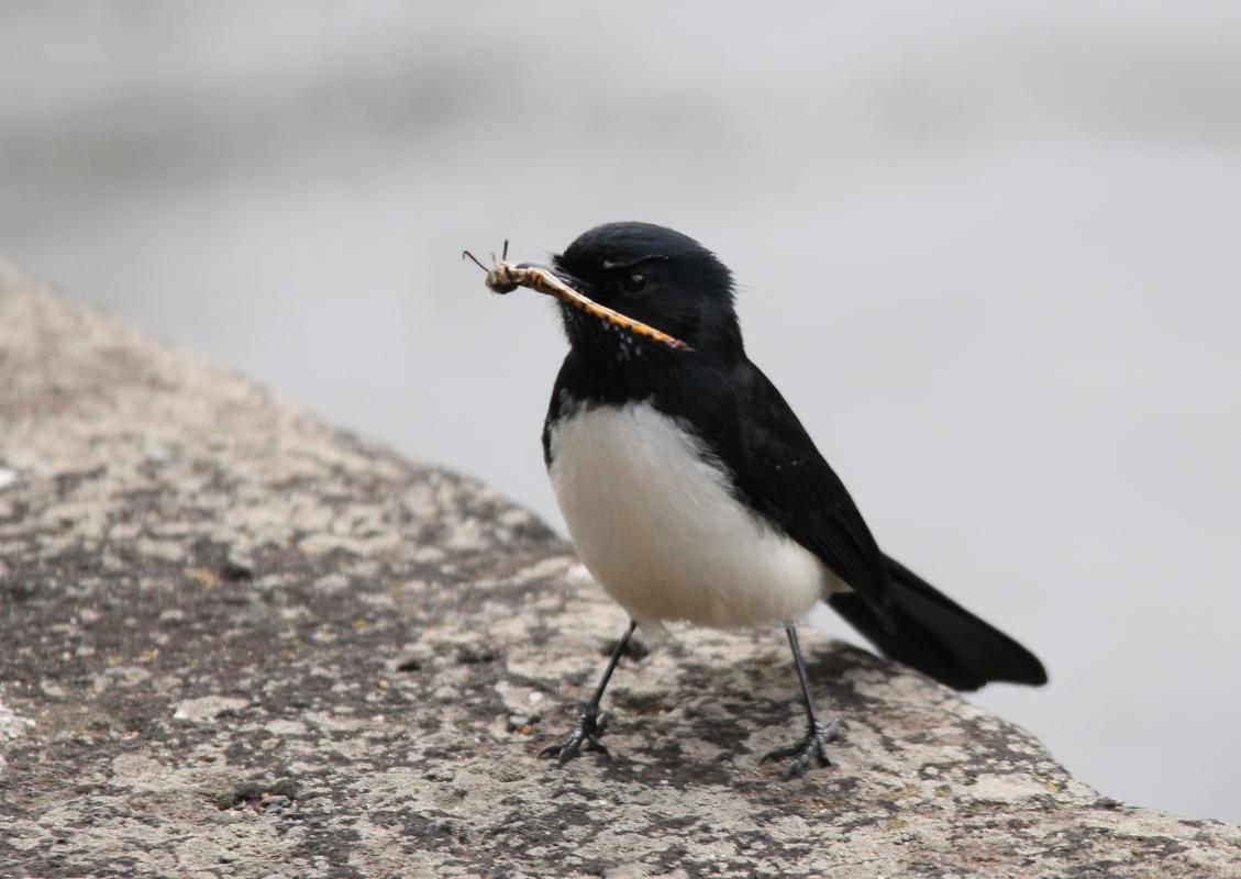 Willie Wagtail (Rhipidura leucophrys)