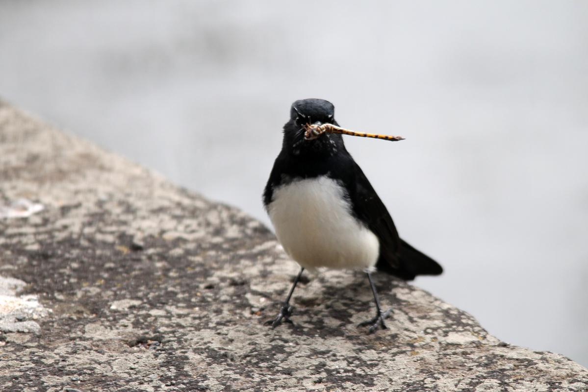 Willie Wagtail (Rhipidura leucophrys)