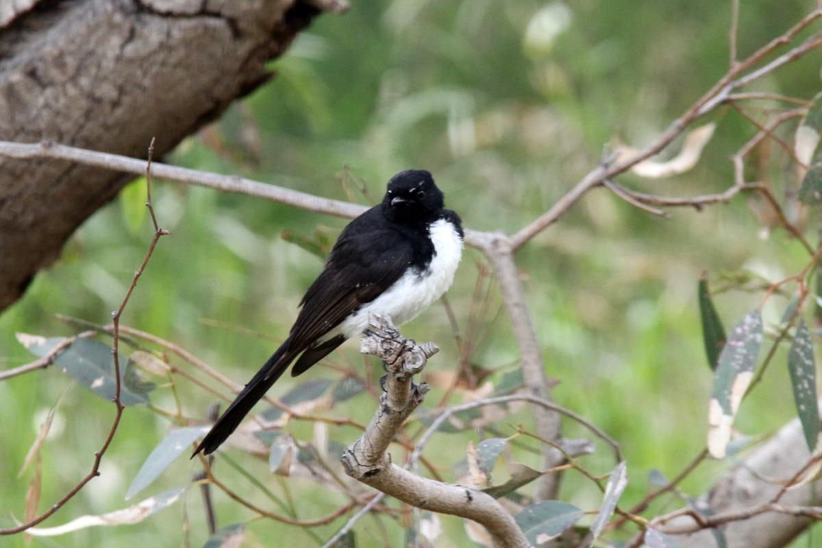 Willie Wagtail (Rhipidura leucophrys)