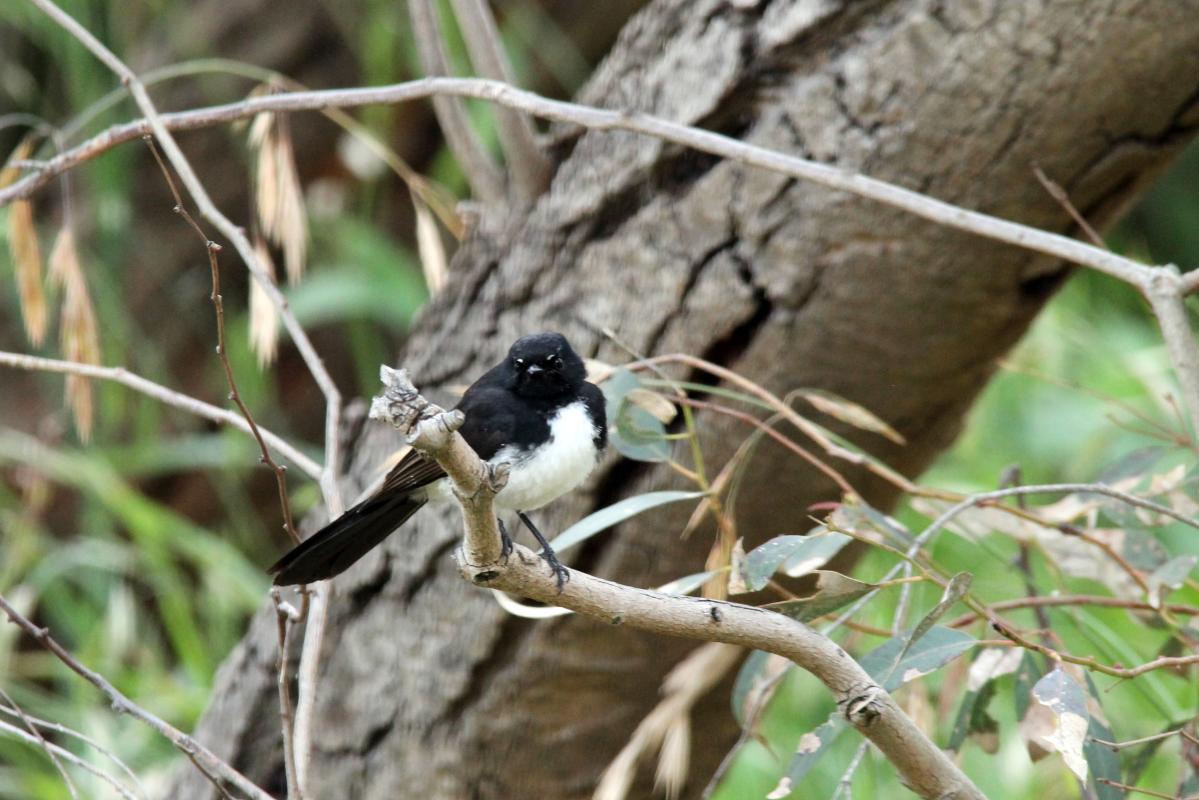 Willie Wagtail (Rhipidura leucophrys)